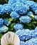 Гортензия Agro-Market Double Blue macrophylla 5-летняя высота 45-75 см из Нидерландов 1 саженец в упаковке - миниатюра 2