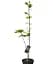 Магнолия Agro-Market Jade Lamp 4-летняя высота 80-100 см Нидерланды 1 саженец в упаковке (185268) - миниатюра 2