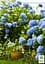 Саженец Agro-Market LMTD Гортензия крупнолистая цветущая 2-х летняя Early Blue (20-30см) (62357) - миниатюра 3