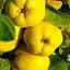 Саджанець Agro-Market Айва Відмінниця (осінній сорт, середнього терміну дозрівання) (39898) 1 шт. в упаковці - мініатюра 1