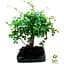 Бонсай Agro-Market Zelkova (63545) 1 саджанець в упаковці  кімнатний - мініатюра 1