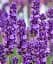 Лаванда Agro-Market Angustifolia комнатная английская 2-летняя 20-30 см из Нидерландов 1 саженец в упаковке (178218) - миниатюра 1