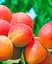 Саженец Agro-Market Абрикос Цунами (летний сорт, ранний срок созревания) (39876) 1 шт. в упаковке - миниатюра 2