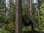 Тент камуфляжный Bradas CAMOforest 90 гр/м² 4х5 м PLCF904/5 - миниатюра 4
