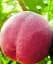 Саженец Agro-Market Персик Флеминг Фьюри 1 шт. в упаковке (25784) - миниатюра 1