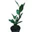 Саженец Agro-Market Лавр вечнозеленый Laurus Nobilis (20-30 см) (178907) 1 шт. в упаковке (комнатный) - миниатюра 1