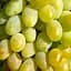 Саджанець Agro-Market Виноград Подарунок Запоріжжю (ранньо-середній термін дозрівання, грона дуже великі масою до 2 кг) 1 шт. в пакуванні (36278) - мініатюра 1