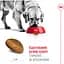 Сухий корм Royal Canin Maxi Adult для дорослих собак великих порід з м'ясом птиці та кукурудзою 15 кг - мініатюра 5