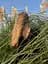 Кондиционер Yope Fresh Grass, для жирных волос, 170 мл - миниатюра 3