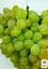 Саджанець Agro-Market Виноград Монарх (ранньо - середній, дуже велика ягода) 1 шт. в пакуванні (20043) - мініатюра 3
