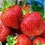 Саженец Agro-Market Клубника Азия (Asia) (средне-ранний срок созревания, крупноплодный сорт) 5 шт. в упаковке (36949) - миниатюра 1