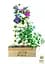 Саженец Agro-Market Клематис 3-х летний My Beauty С2 (61677) - миниатюра 3