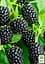 Саженец Agro-Market Ежевика ранняя крупноплодная Карака Блэк (Karaka Black) 1 шт. в упаковке (24082) - миниатюра 2