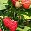 Малина Agro-Market "Himbo-Top" (ремонтантний великоплідний, високоврожайний сорт швейцарської селекції) 1-річний саджанець (189511) 1 шт в упаковці - мініатюра 1