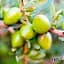Подарочный набор OGX Секрет ухоженных волос: шампунь Argan oil of Morocco, 385 мл + кондиционер, Argan oil of Morocco 385 мл - миниатюра 11