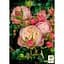 Роза пионовидная Agro-Market Victorian Classic саженец класса АА+ высший сорт 1 шт. в упаковке (179286) - миниатюра 2