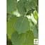 Осина обыкновенная Agro-Market 80-120 см (188846) 1 саженец в упаковке - миниатюра 2