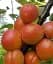 Саджанець Agro-Market Абрикос Прімаріс (великоплідний, ранній термін дозрівання) 1 шт. в упаковці (61915) - мініатюра 1