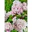 Саженец Agro-Market Дейция гибридная Pink Pom-Pom (177266) 1 шт. в упаковке - миниатюра 2