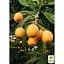 Саджанець Agro-Market Мушмула Японська (літній сорт) (25575) - мініатюра 3