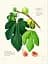 The Secret Language of Plants. Art, Nature  Symbolism - мініатюра 4