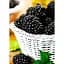 Саджанець Agro-Market Ожина пізня Честер (Chester) 1 шт. в упаковці (21306) - мініатюра 2