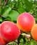 Саджанець Agro-Market Абрикос Медіабель (літній сорт, середній термін дозрівання) 1 шт. в упаковці (61917) - мініатюра 1