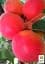 Саженец Agro-Market Абрикос Эрли Блаш (летний сорт, раннеспелый срок созревания) 1 шт. в упаковке (35459) - миниатюра 3
