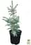 Саженец Agro-Market Ель Голубая Super Blue (живая елка в горшке, высота 60-80 см) 1 шт. в упаковке (72064) - миниатюра 3