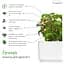 Змінний картридж Click & Grow Smart Garden Суниця, 3 капсули (7410) - мініатюра 3