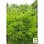 Саженец Agro-Market Можжевельник китайский 3-х летний Kuriwao Gold S3, высота 30-40 см (62787) - миниатюра 3