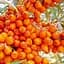Саджанець Agro-Market Обліпиха Перлина (хлопчик+дівчинка) середній термін дозрівання) шт. комплект 2 шт. (177151) - мініатюра 1