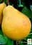 Саженец Agro-Market Груша Дюшес летний (летний сорт, ранний срок созревания) 1 шт. в упаковке (46260) - миниатюра 3