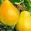 Саджанець Agro-Market Груша Дюшес літній (літній сорт, ранній термін дозрівання) (46260) 1 шт. в упаковці - мініатюра 1