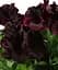 Саженец Agro-Market Пеларгония Королевская Aristo Black Velvet (контейнер №10 высота 10-20 см) (49109) 1 шт. в упаковке - миниатюра 1
