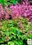 Гейхера (Heuchera) "Tapestry" (48572) 1 саженец - миниатюра 3