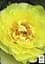 Пион ИТО "Yellow crown" 1 шт (38272) (Корневище) - миниатюра 3