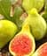 Саженец Agro-Market Инжир золотистый Вердал 2-х летний ранний крупноплодный сорт 1 шт. в упаковке (102129) - миниатюра 1