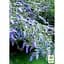 Саджанець Agro-Market Буддлея Давида Adonis Blue С3 висота 20-40 см (153831) 1 шт. в упаковці - мініатюра 2