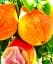 Саджанець Agro-Market Груша червоном'яса Блютберн (преміальний, ранній сорт) 1 шт. в упаковці (61924) - мініатюра 1