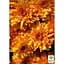 Саженец Agro-Market Хризантема мультифлора шаровидная Jasoda Orange (111939) 1 шт. в упаковке - миниатюра 2