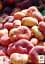 Саженец Agro-Market Инжирный персик Инжирный классический (летний сорт, средний срок созревания) 1 шт. в упаковке (15921) - миниатюра 2