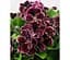 Саджанець Agro-Market Пеларгонія Королівська Novita Classic Plum (176670) 1 шт. в упаковці - мініатюра 1