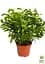Саженец Agro-Market Фикус Бенджамина (Ficus) Benjamin (50622) - миниатюра 3