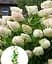 Гортензия Agro-Market Grandiflora древовидная 2-х летняя высота саженца 20-30 см 1 саженец в упаковке - миниатюра 2