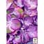 Саженец Agro-Market Гортензия крупнолистовая 2-х летняя Sweet Lips Purple высота саженца 25-45 см (183492) 1 шт. в упаковке - миниатюра 2