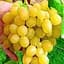 Саджанець Agro-Market Виноград Кеша (раннесреднего термін дозрівання, дає великий урожай з одного куща) 1 шт. в пакуванні (20052) - мініатюра 1