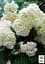Саджанець Agro-Market Гортензія крупнолиста біла Bright White (44818) - мініатюра 7