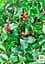 Саженец Agro-Market Падуб остролистный (Ilex aquifolium) вазон Р9 (178885) - миниатюра 5