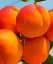 Саджанець Agro-Market Абрикос NJA 19 (літній сорт, середній термін дозрівання) 1 шт. в упаковці (39858) - мініатюра 1